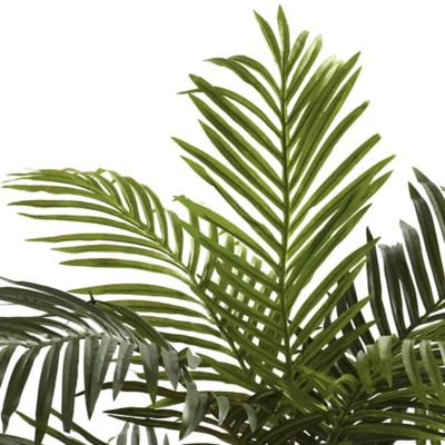 Image showing  5 ft. Golden Cane Palm Tree