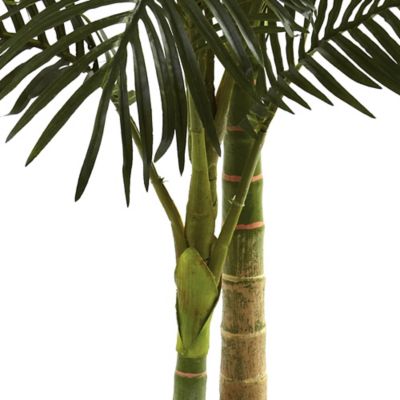 Image showing  5 ft. Golden Cane Palm Tree