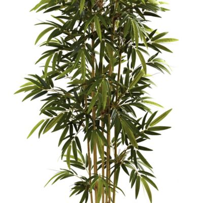 Image showing  6 ft. Bamboo Tree