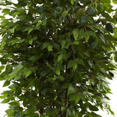 Image showing  7 ft. Deluxe Ficus Tree