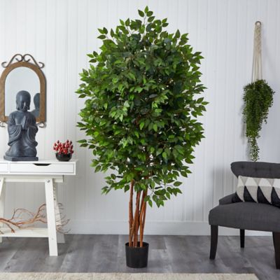 Image showing  7 ft. Deluxe Ficus Tree