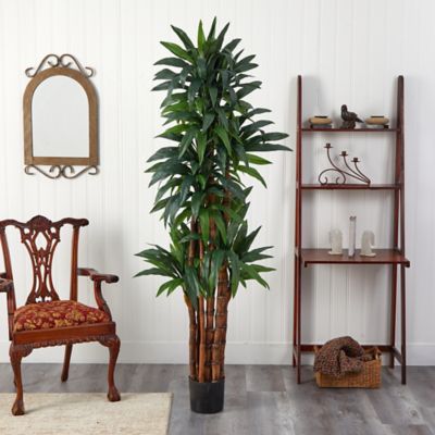 Image showing  7 ft. Dracaena Tree