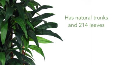 Image showing  7 ft. Dracaena Tree