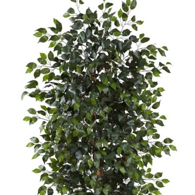 Image showing  8 ft. Ficus Tree