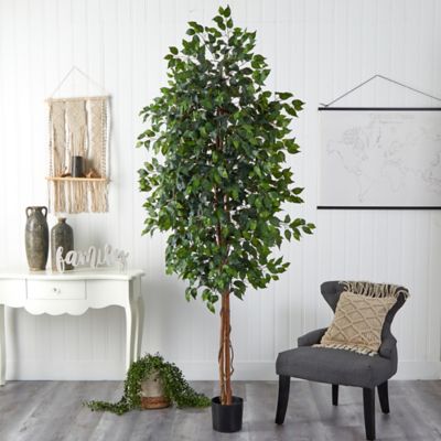 Image showing  8 ft. Ficus Tree
