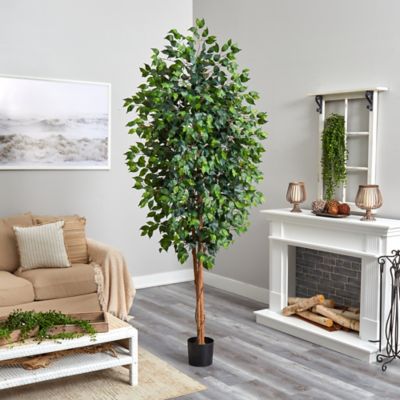 Image showing  8 ft. Ficus Tree