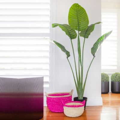 Image showing 4 th Nearly Natural 60 in. Travelers Palm Tree, UV Resistant, Indoor/Outdoor