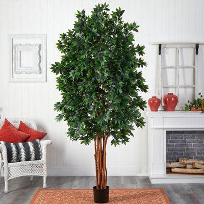 Image showing  8 ft. Lychee Silk Tree