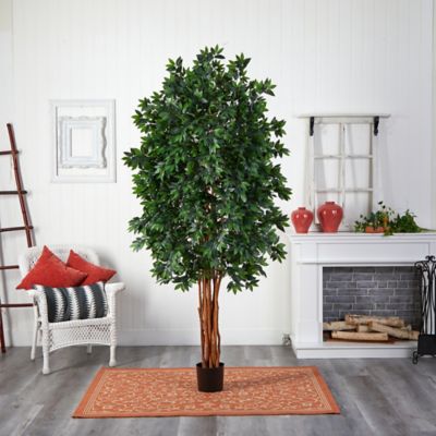Image showing  8 ft. Lychee Silk Tree