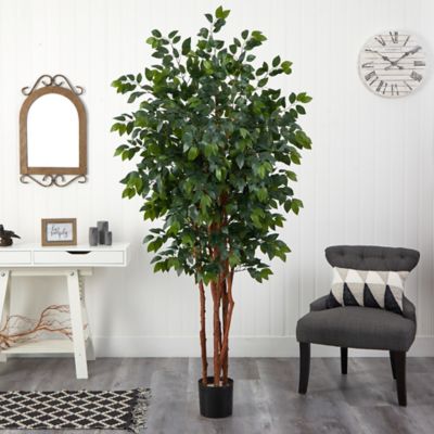 Image showing  7 ft. Sakaki Silk Tree