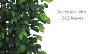 Image showing  7 ft. Sakaki Silk Tree