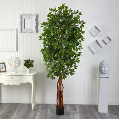 Image showing  8 ft. Super Deluxe Ficus Tree