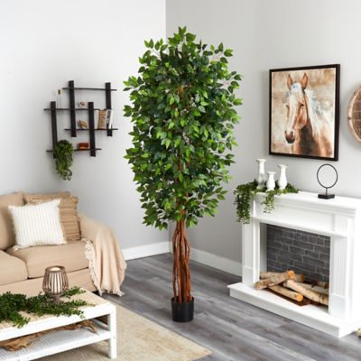 Image showing  8 ft. Super Deluxe Ficus Tree