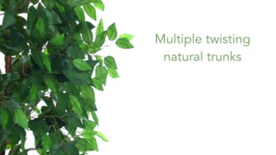 Image showing  8 ft. Super Deluxe Ficus Tree