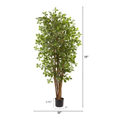 Image showing  6 ft. Black Olive Silk Tree