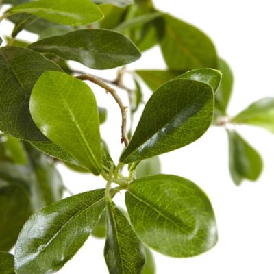 Image showing  6 ft. Black Olive Silk Tree