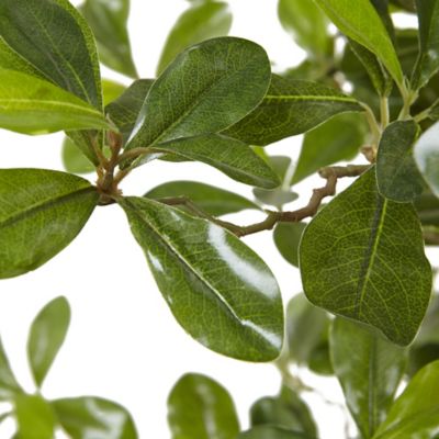 Image showing  6 ft. Black Olive Silk Tree