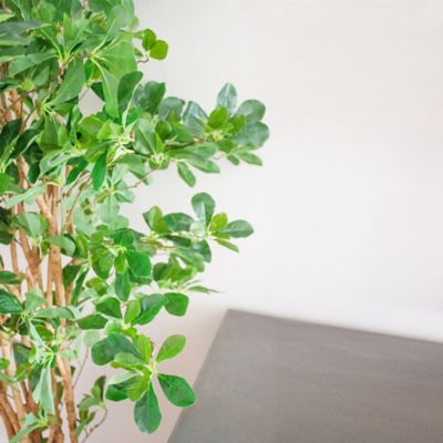 Image showing  6 ft. Black Olive Silk Tree