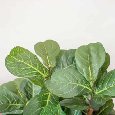 Image showing  7 ft. Fiddle Leaf Fig Artificial Tree