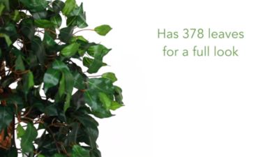 Image showing  44 in. Ficus Tree with Decorative Planter
