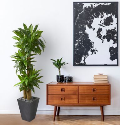 Image showing  6 ft. Cornstalk Dracaena Artificial Plant in Slate Planter