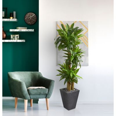 Image showing  6 ft. Cornstalk Dracaena Artificial Plant in Slate Planter