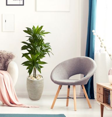 Image showing  4 ft. Artificial Dracaena Plant in Sand Colored Planter