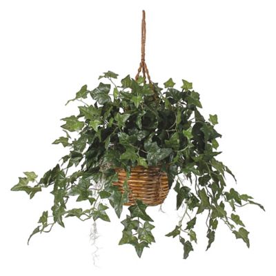 Image showing  17 in. Artificial English Ivy Hanging Basket