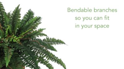 Image showing  23 in. Silk Boston Fern Plant in Wicker Basket