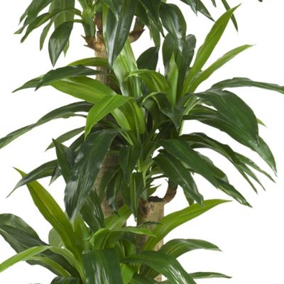Image showing  57 in. Corn Stalk Dracaena Silk Plant
