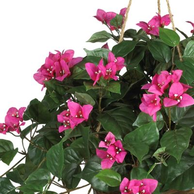 Image showing  24 in. Silk Bougainvillea Plant in Hanging Basket