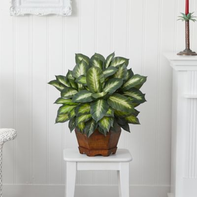 Image showing  24 in. Silk Golden Dieffenbachia Plant