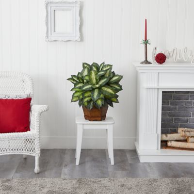 Image showing  24 in. Silk Golden Dieffenbachia Plant