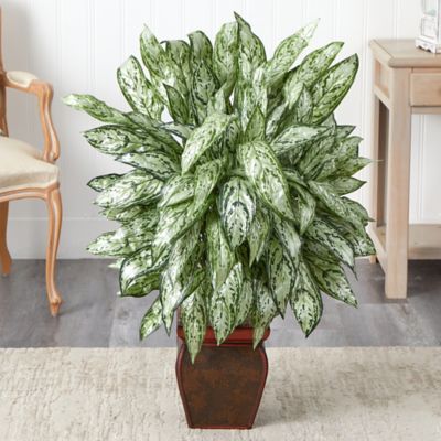 Image showing  Silver Queen Silk Plant with Decorative Planter