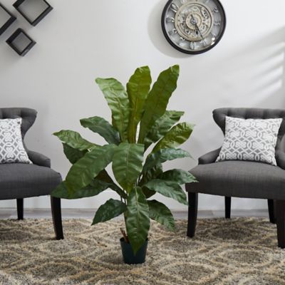 Image showing  4 ft. Birds Nest Plant