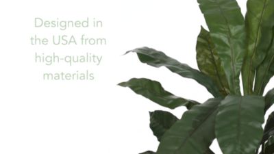 Image showing  4 ft. Birds Nest Plant