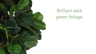 Image showing  6 ft. Fiddle Leaf Fig Artificial Tree, 33 in. W