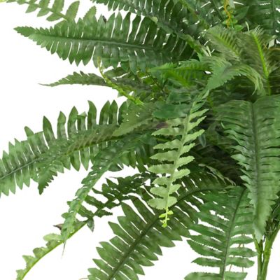 Image showing  40 in. Boston Fern, 2-Pack