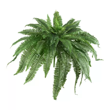 48" Almost Natural Boston Fern 2 Pack Artificial Plants & Flowers