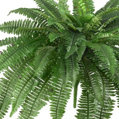 Image showing  48 in. Boston Fern, 2-Pack