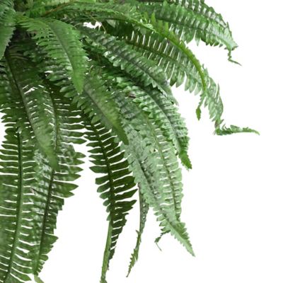 Image showing  48 in. Boston Fern, 2-Pack