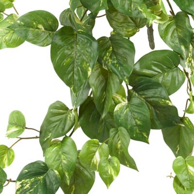 Image showing  24 in. Pothos Hanging Bushes, 3-Pack