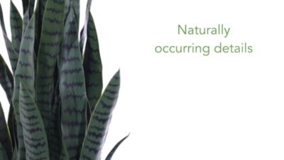 Image showing  38 in. Artificial Sansevieria Plant, 6350-GR