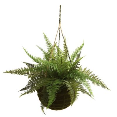 Image showing  13 in. Leather Fern with Mossy Hanging Baskets, 2 pc.