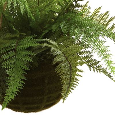 Image showing  13 in. Leather Fern with Mossy Hanging Baskets, 2 pc.