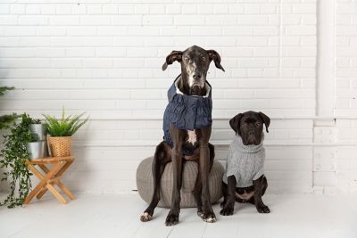 Image showing  Elasto-Fit Denim Dog Jacket