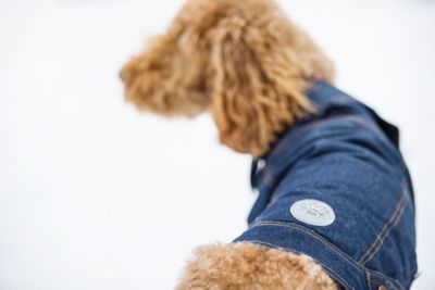 Image showing 6 th GF Pet Elasto-Fit Denim Dog Jacket