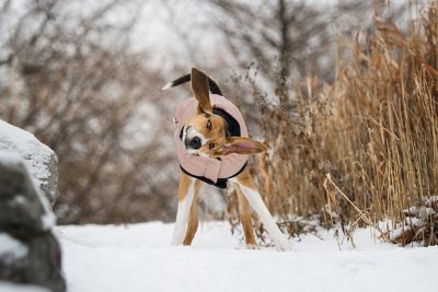 Image showing 7 th GF Pet Reversible Elasto-Fit Chalet Dog Jacket