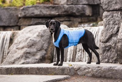 Image showing  Elasto-Fit Ice Dog Vest