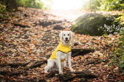 Image showing 8 th GF Pet Reversible Elasto-Fit Dog Raincoat